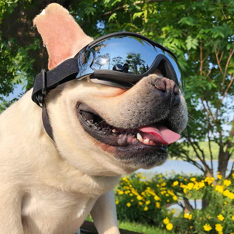 Pet Sunglasses Dog Windproof Glasses Accessories Goggles